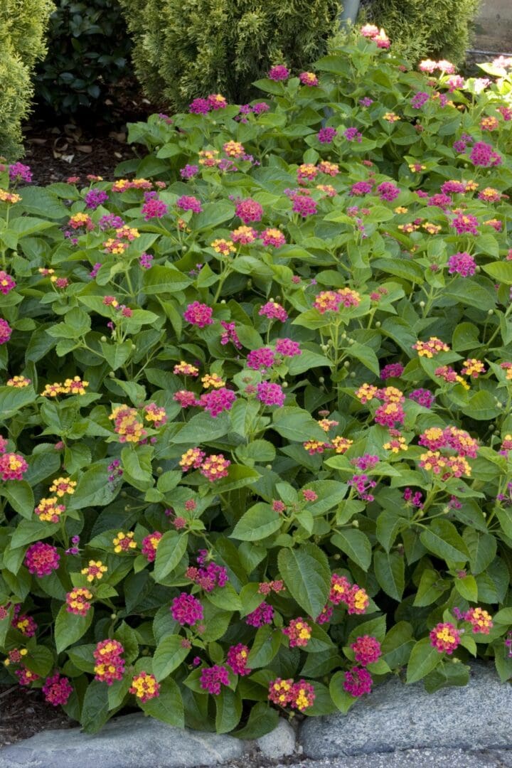 Teenie Genie Compact Lantana - Image 2