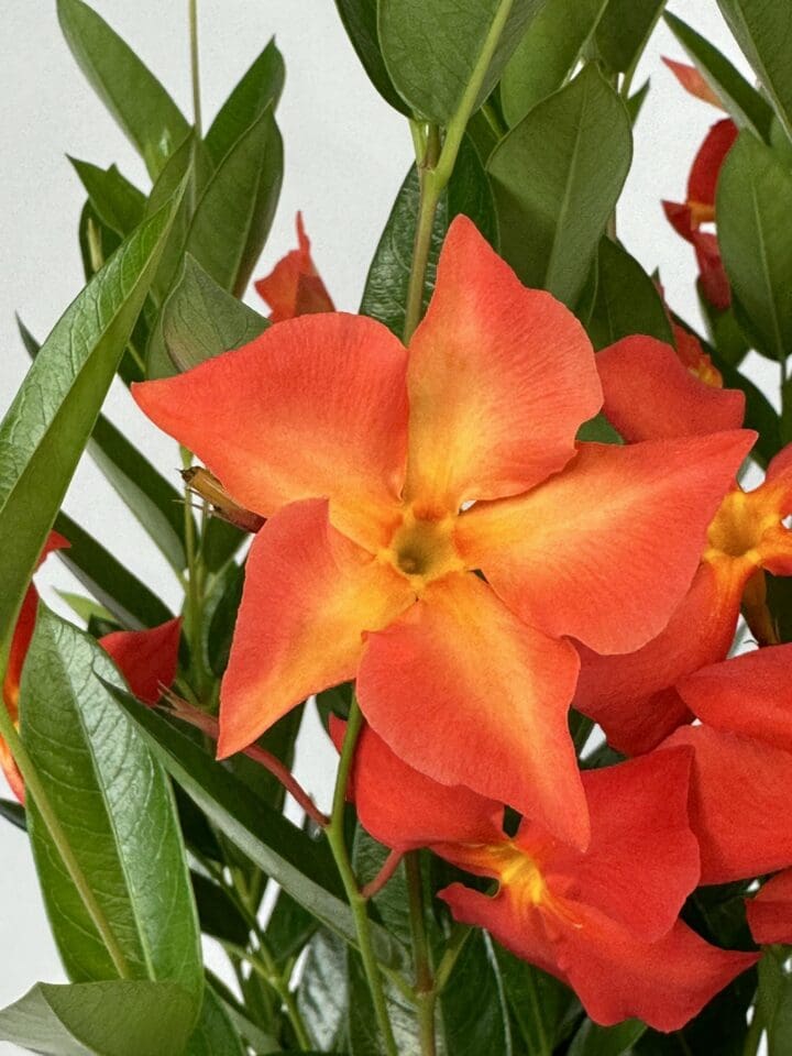 Sun Parasol FiredUp Orange Mandevilla