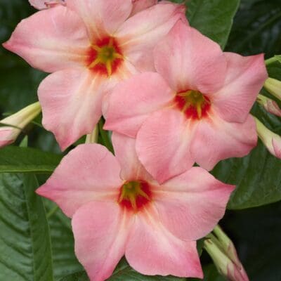 Sun Parasol Giant Peach Sunrise Mandevilla