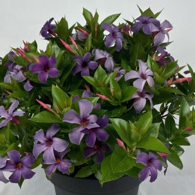 Sun Parasol Original XP Bluephoria Mandevilla