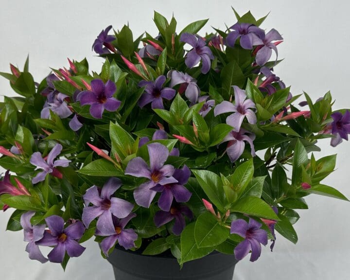 Sun Parasol Original XP Bluephoria Mandevilla