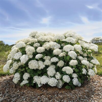 FlowerFull Smooth Hydrangea