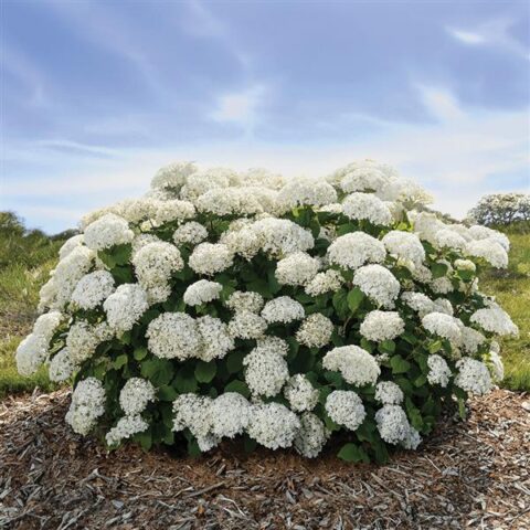 Hydrangeas Minnesota FlowerFull Smooth Hydrangea - Pahl's Market - Apple Valley, MN