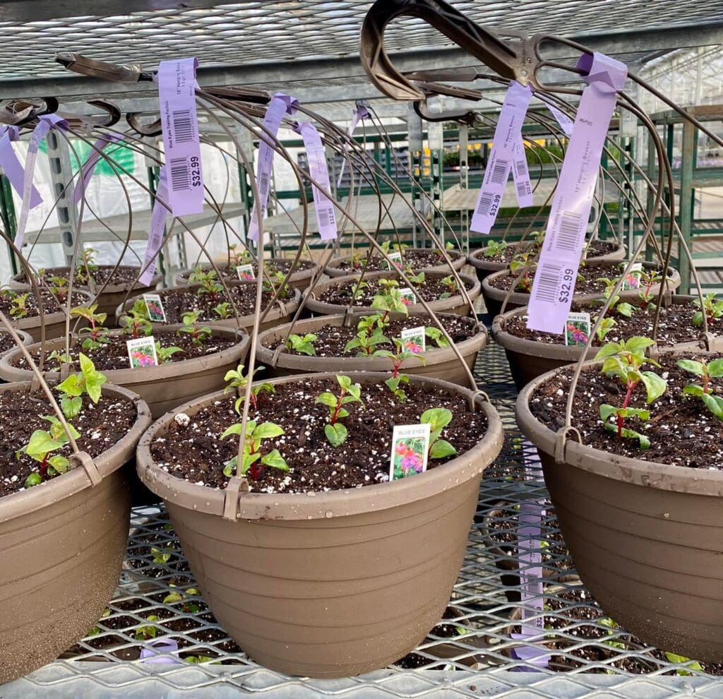 Preparing for Spring: The First Plantings of the Year
