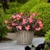 Dragon Wing Pink Bronze Leaf Begonia
Color Code:
PAS Kieft 2024, # J9507PBZ
Container, Setting, Seed
Photo: 06.01.22 Paul Schipper Hoogkarspel, The Netherlands
Job: 2022455950
01062022 - 04 - Dragon Wing Pink Bronze Leaf - 1502.jpg
BEG22-29923_AL.jpg