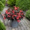 Dragon Wing Red Bronze Leaf Begonia
Color Code:
PAS Kieft 2024, # J9511RBZ
Container, Setting, Seed
Photo: 06.01.22 Paul Schipper Hoogkarspel, The Netherlands
Job: 2022455950
01062022 - 03 - Dragon Wing Red Bronze Leaf - 1489.jpg
BEG22-29921_AL.jpg