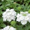 Verbena Lanai White (Sun)