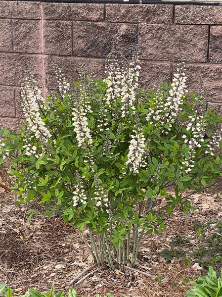 White False Indigo