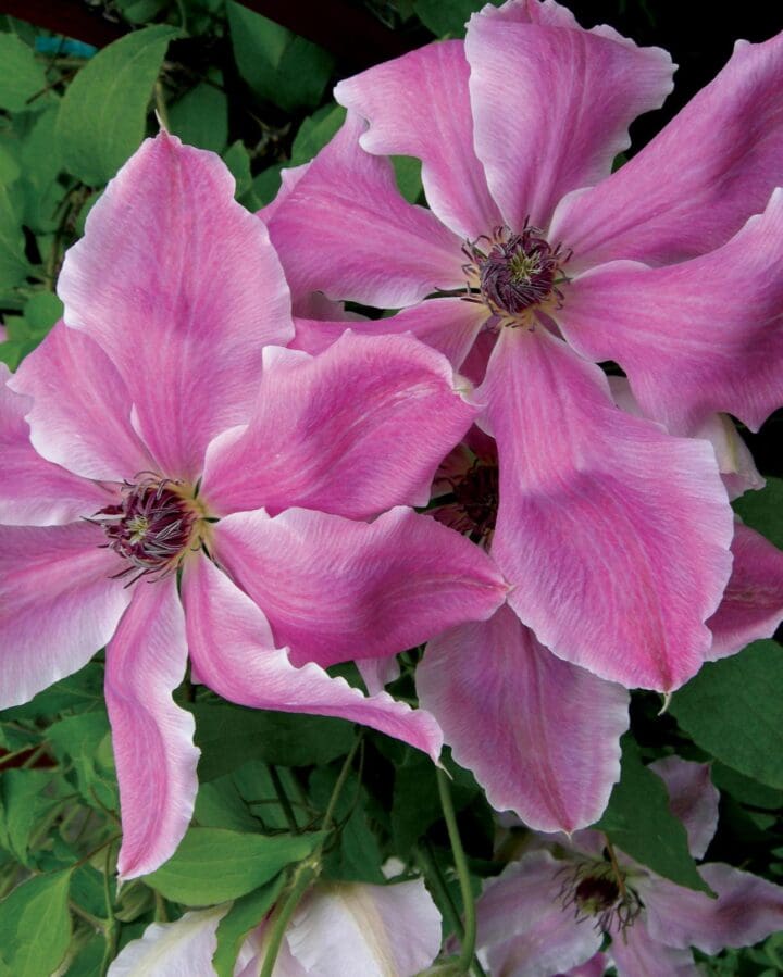 Vancouver Mystic Gem Clematis