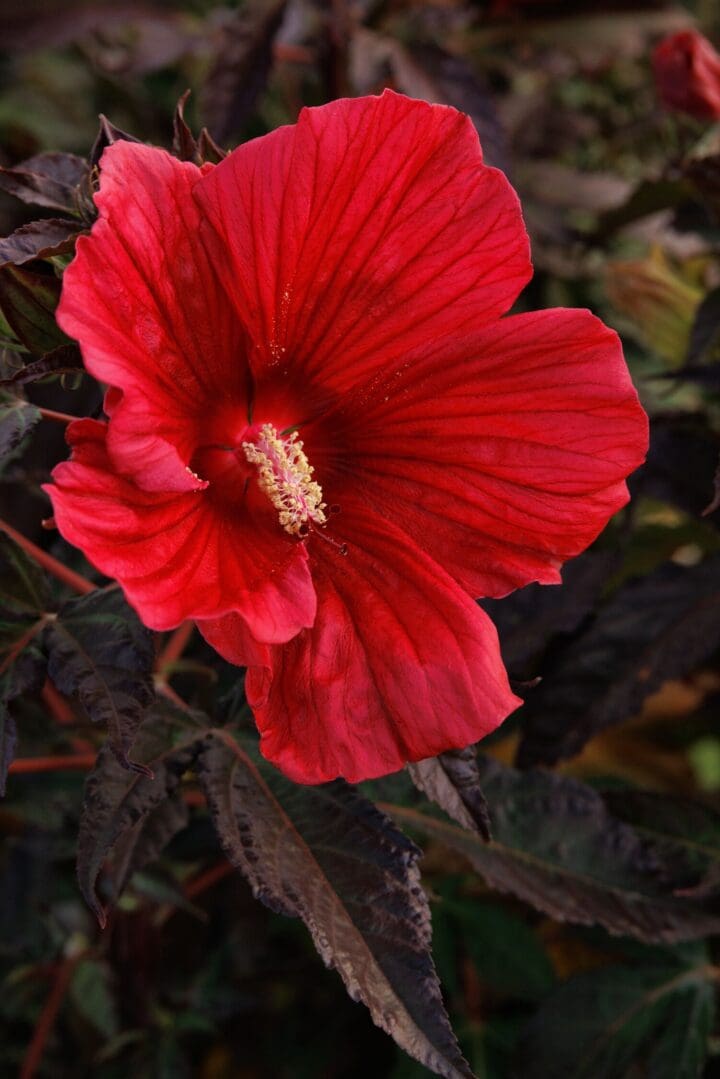 Moonshadow Morello Hardy Hibiscus Pahl s Market Apple Valley MN