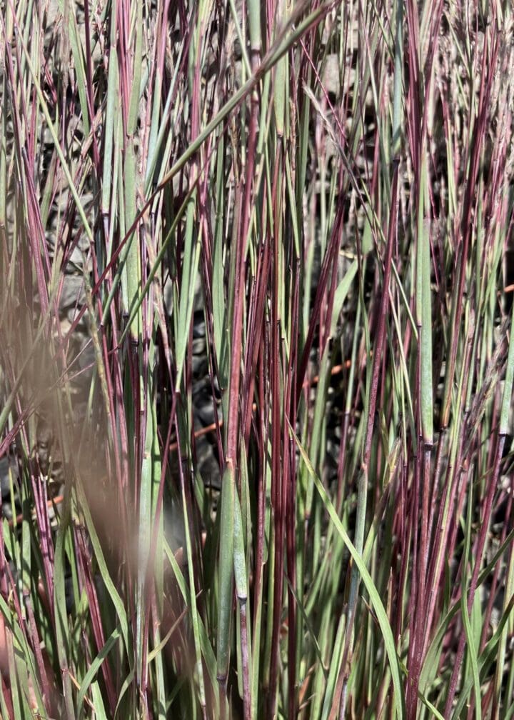 Little Red Fox Little Bluestem Grass