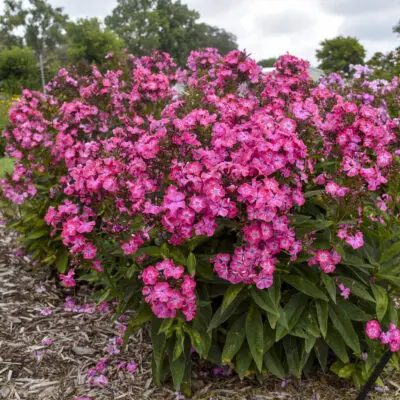 Luminary Pink Lightning Tall Garden Phlox