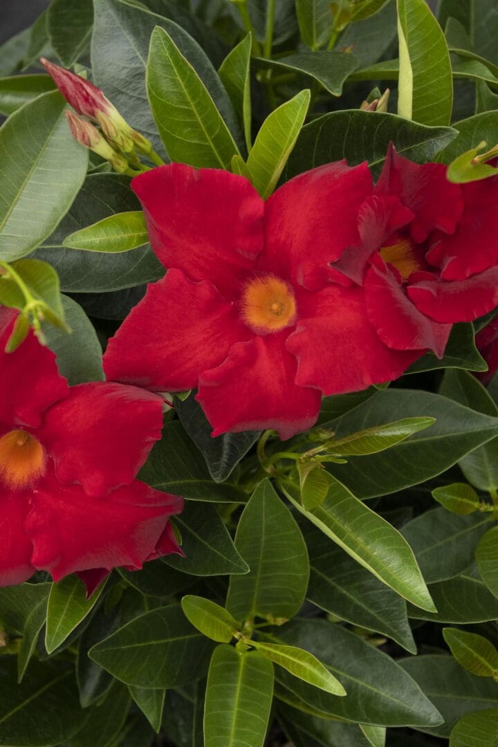 Sunvilla Giant Red Mandevilla - Image 2
