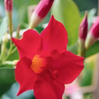 Sunvilla Giant Red Mandevilla