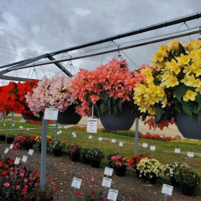 Florencio Mixed Begonia