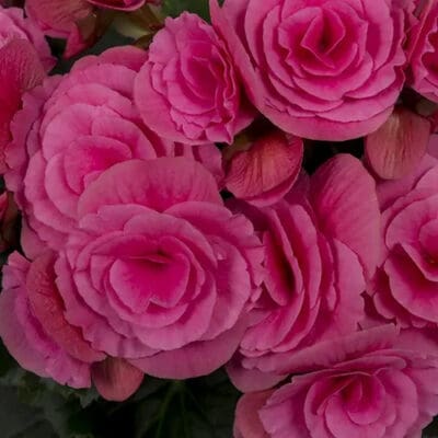 Berseba-Pink Rieger Begonia