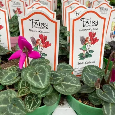 Ethel's Cyclamen