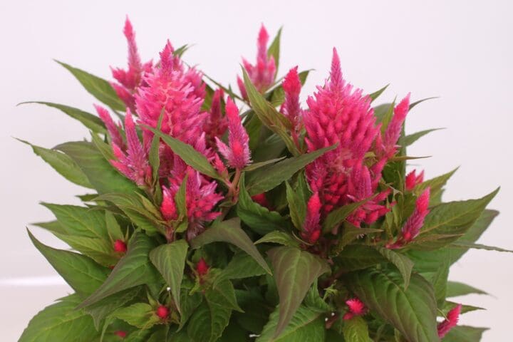 Kelos Fire Pink Celosia