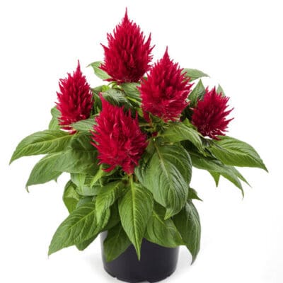 Kelos Fire Red Celosia