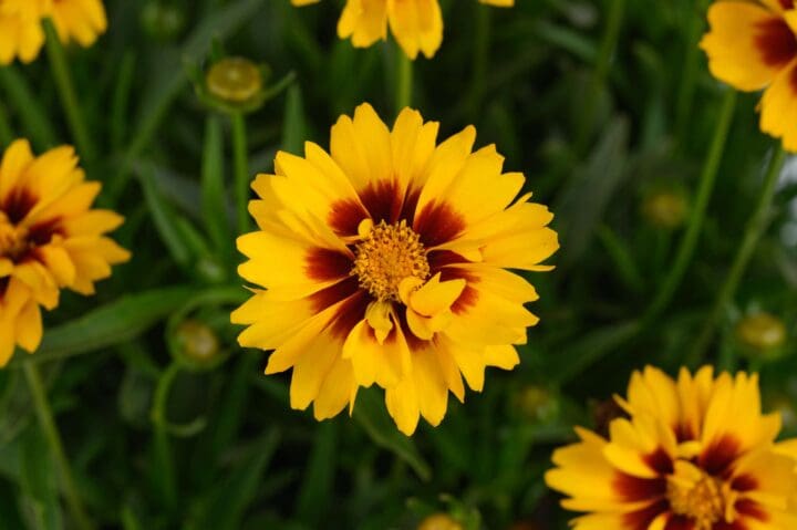 Solanna Sunset Bright Coreopsis