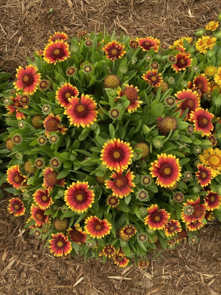 Gusto Sweet Chili Gaillardia