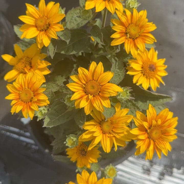 Sol d' Oro 26 Heliopsis
