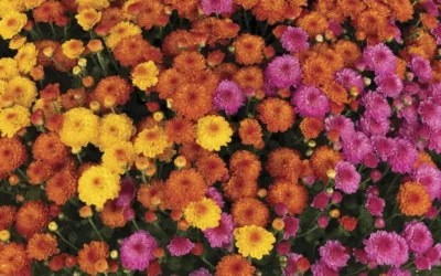 How to Keep Mums Blooming as Long as Possible