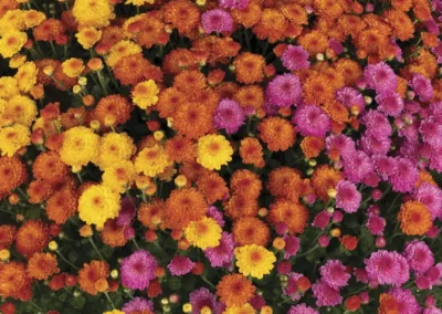 How to Keep Mums Blooming as Long as Possible