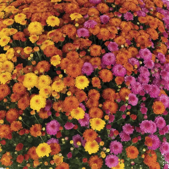 Gigi Acorn Lane (tri-color) Mum