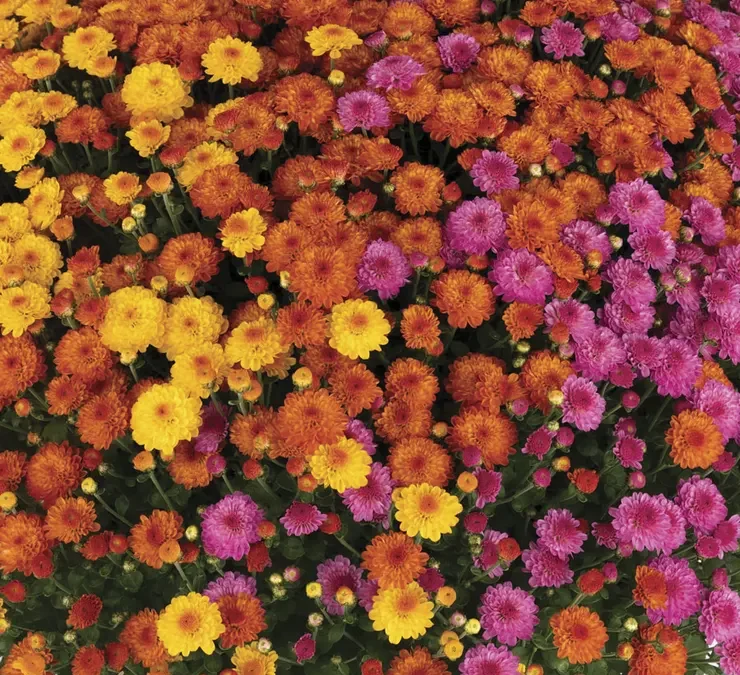 How to Keep Mums Blooming as Long as Possible