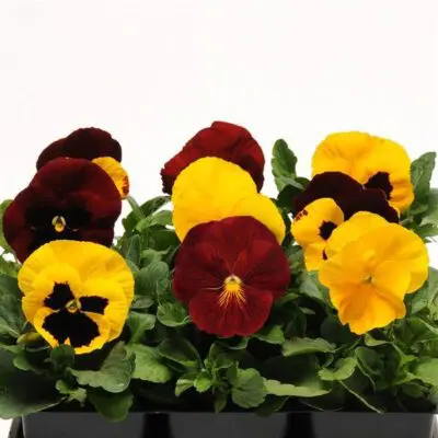 Autumn Blaze Mix Pansy