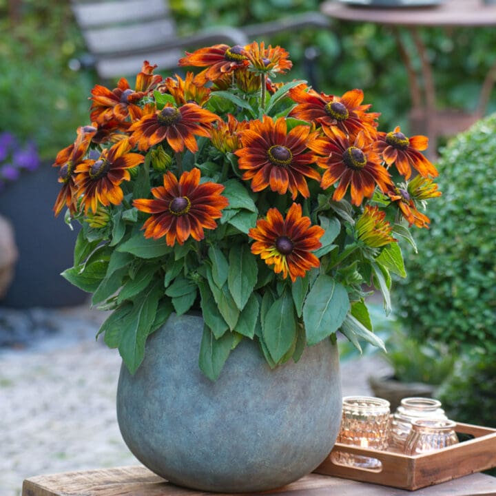 Sunbeckia Sarah Rudbeckia