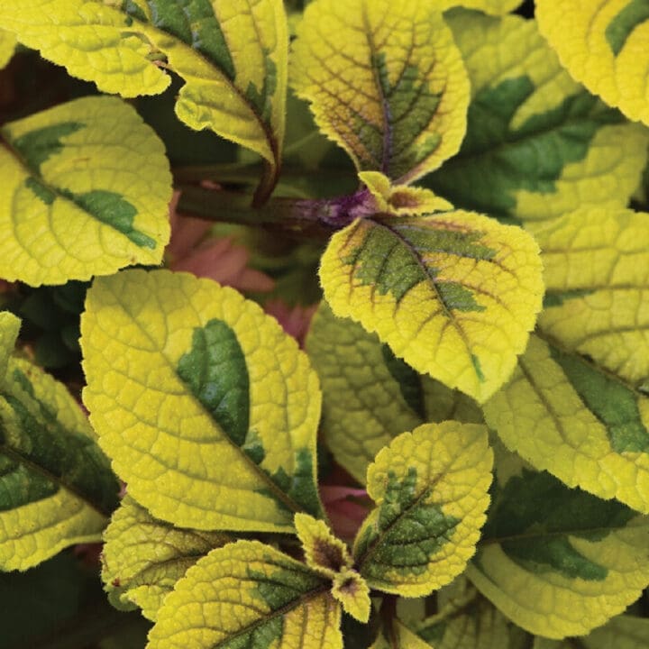 FanciFillers Guacamole Plectranthus