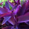 Purple Queen Setcreasea