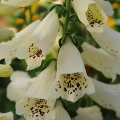 Dalmatian Crème Foxglove