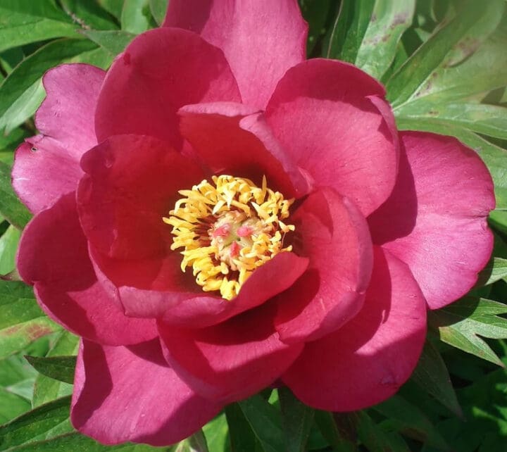 Pink Ardour Itoh Peony