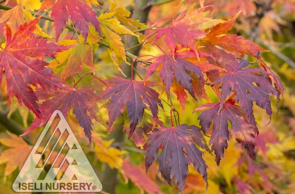 Arctic Jade Maple