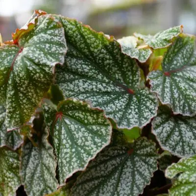 Snow Capped Begonia