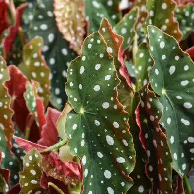 Spotted Begonia