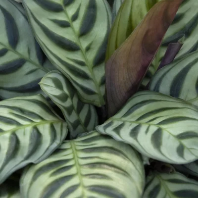 Burle Marx Calathea