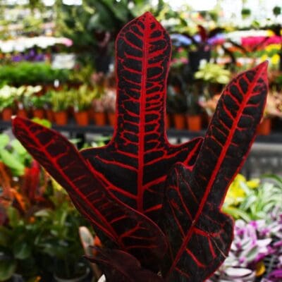 Excelente Croton