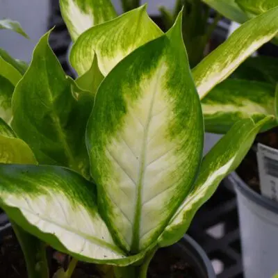 Camille Dumb Cane