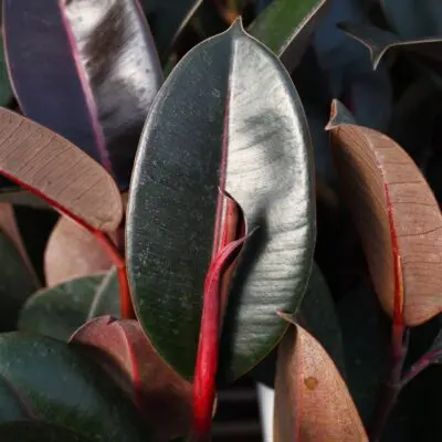 Abidjan Ficus