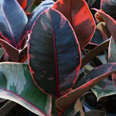 Belize Ficus