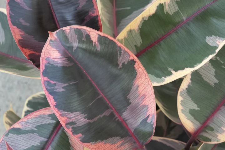 Belize Ficus - Image 2