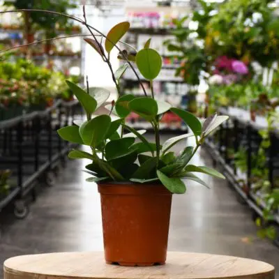 Australis Hoya