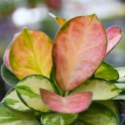 Tricolor Hoya