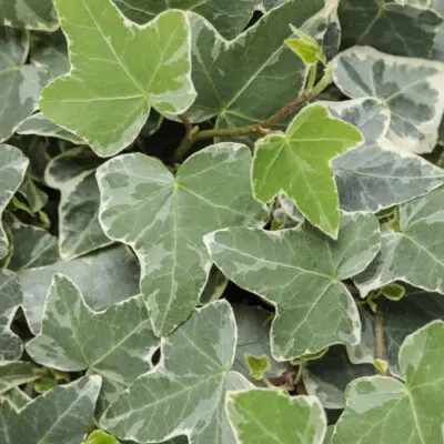 Glacier Ivy