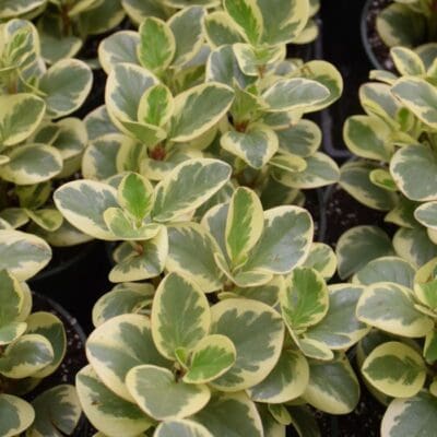 Citrus Twist Peperommia
