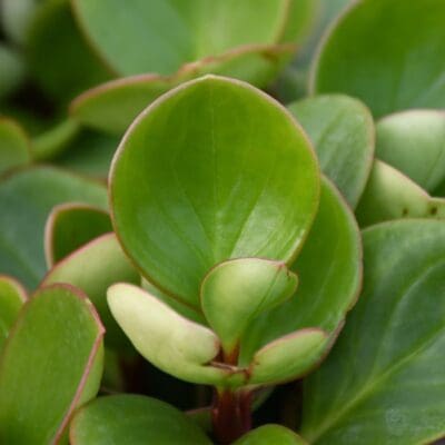 Emerald Green Baby Rubber Plant